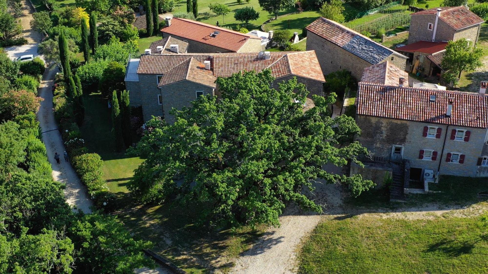 Apartament L'Abbraccio Della Quercia Momjan Zewnętrze zdjęcie